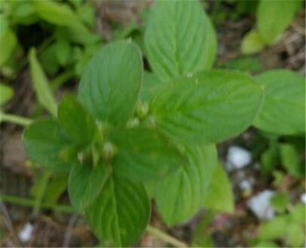 阔叶丰花草用什么除草剂 阔叶丰花草如何防治