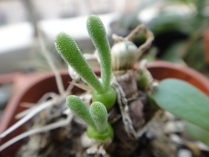 碧光环烂根原因分析及季节养护