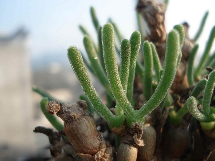碧光环烂根原因分析及季节养护