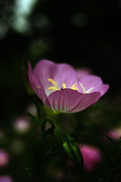 粉蝶花的病害防治