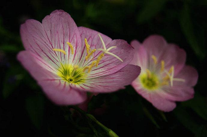 粉蝶花的病害防治