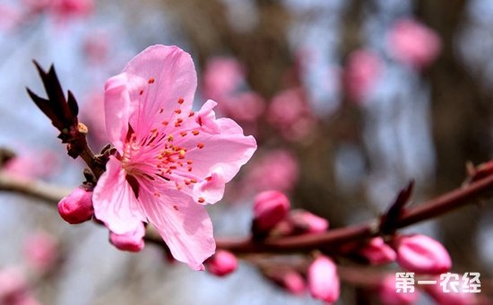 桃花是什么颜色？桃花有几种颜色？