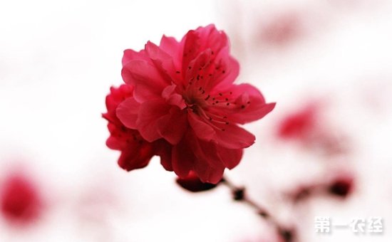 桃花是什么颜色？桃花有几种颜色？