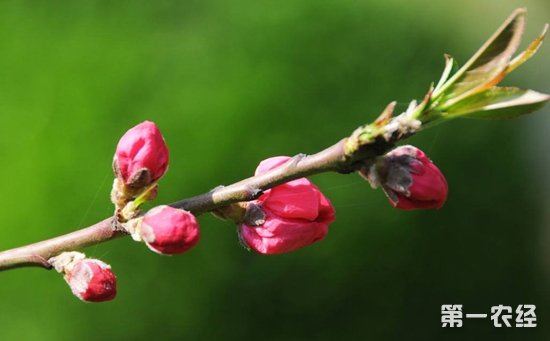 桃花的花苞是什么颜色？