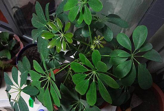 鹅掌柴掉叶子怎么办，控制浇水/适量施肥/不要移动花盆