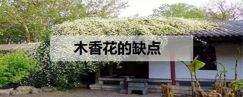 木香花的缺点 养殖方法有哪些