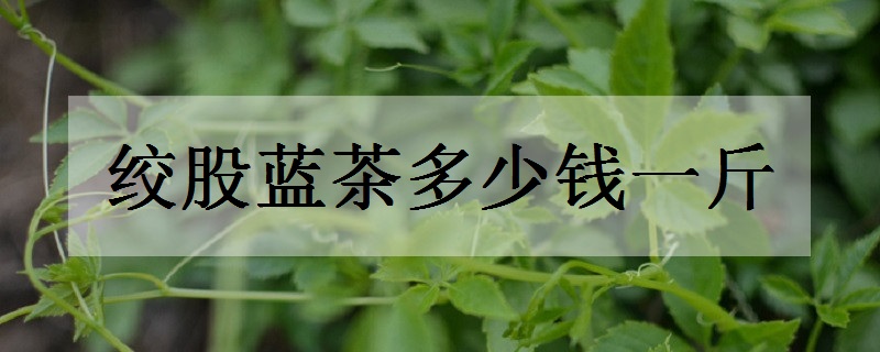 绞股蓝茶多少钱一斤 市场行情好吗