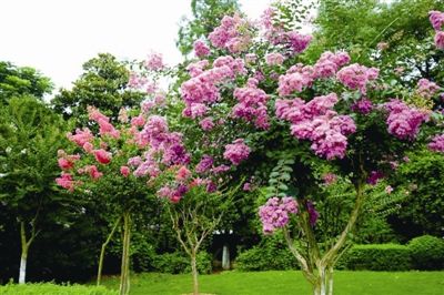 家里种紫薇花好吗？ 紫薇花养在家中这个地方风水最好哦