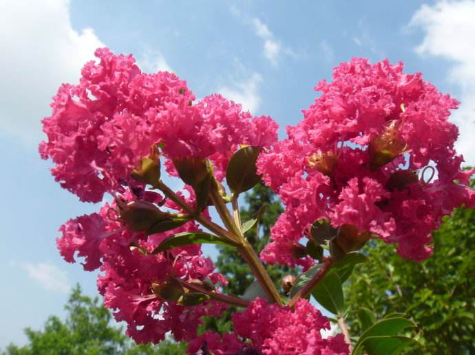 家里种紫薇花好吗？ 紫薇花养在家中这个地方风水最好哦
