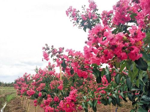 家里种紫薇花好吗？ 紫薇花养在家中这个地方风水最好哦