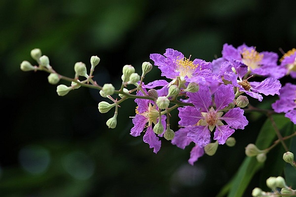 紫薇花长什么样 高清紫薇花图片欣赏