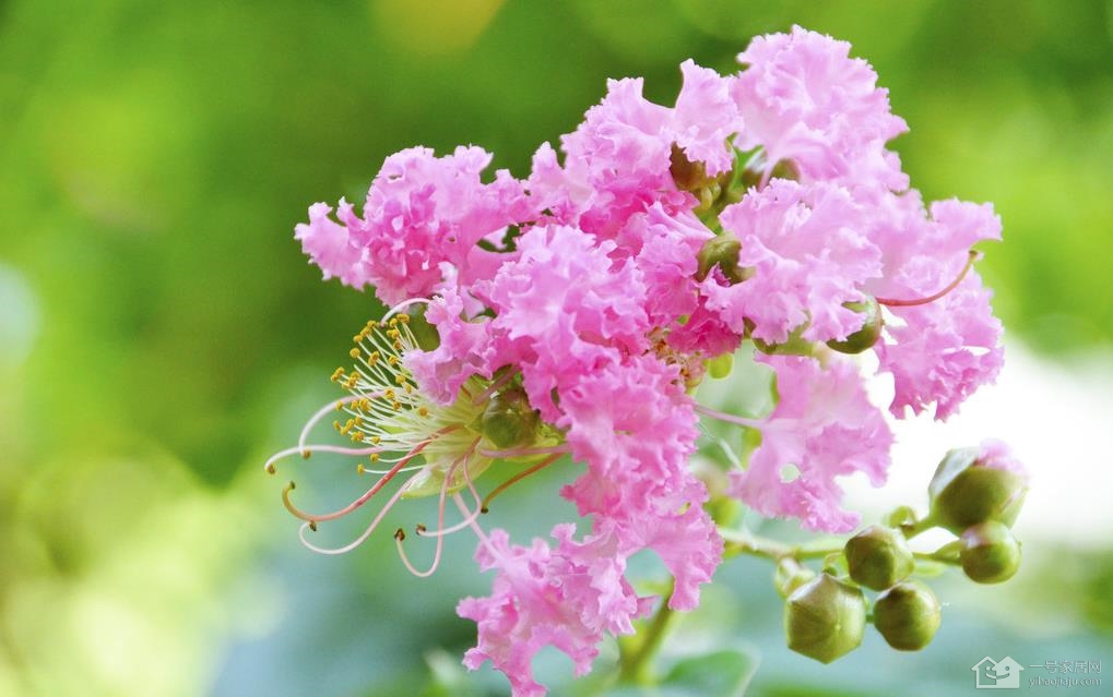 紫薇花好看吗  紫薇花花语代表什么