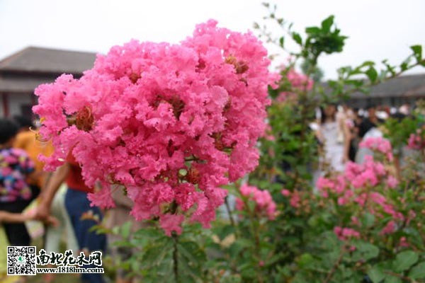 紫薇花花语是什么？