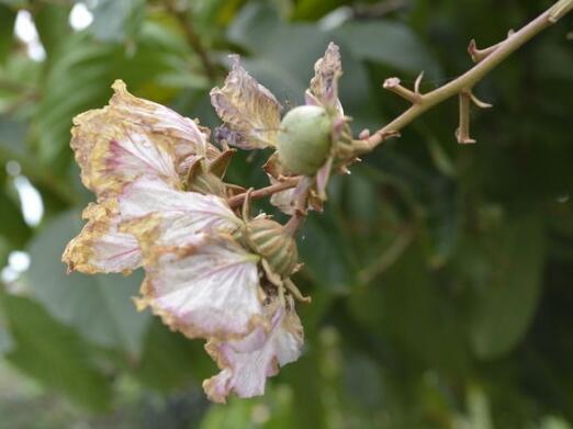 紫薇花长虫怎么办，紫薇花病虫害防治/3虫害2病害