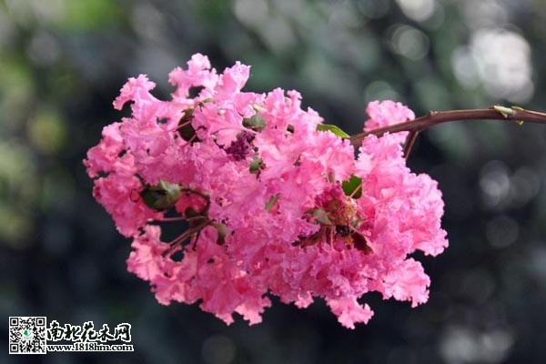 紫薇花花语是什么？