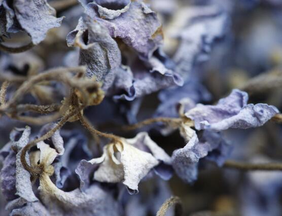 紫薇花长虫怎么办，紫薇花病虫害防治/3虫害2病害