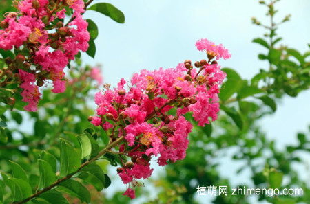 紫薇花怎么扦插？