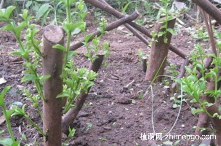 紫薇花怎么扦插？