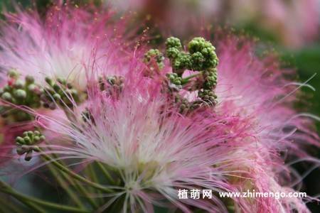 14张含羞草图片