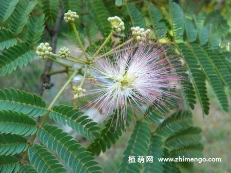 14张含羞草图片