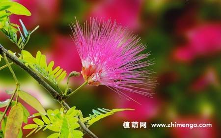14张含羞草图片