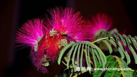 14张含羞草图片