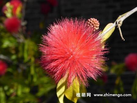 14张含羞草图片