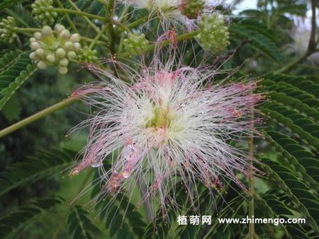14张含羞草图片