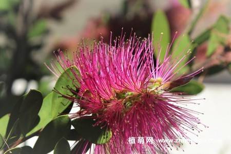 14张含羞草图片