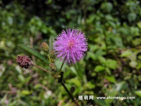 14张含羞草图片