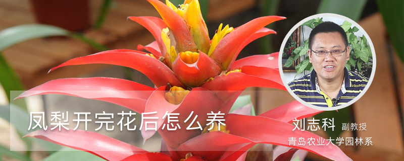 凤梨开完花后怎么养