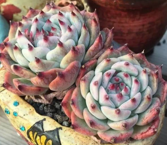 多肉植物叶子变小的原因 小心蚧壳虫