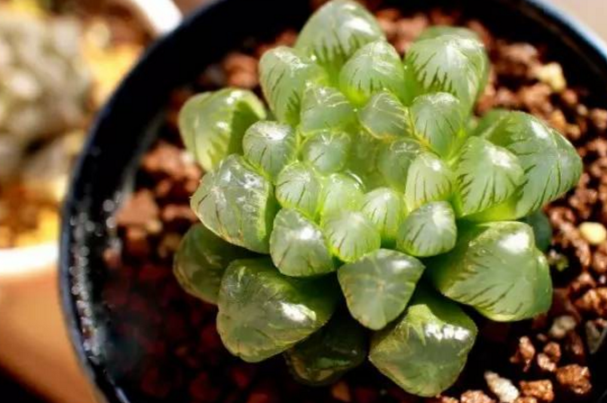 多肉植物叶子变小的原因 小心蚧壳虫
