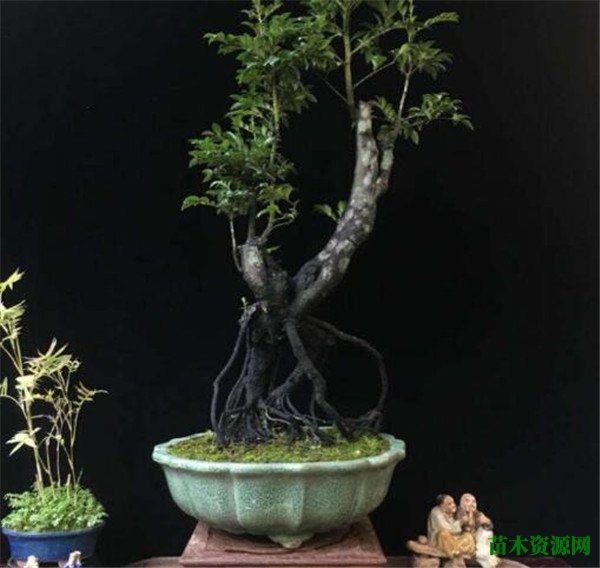 黑骨茶盆景图片价格 黑骨茶盆景怎么修剪和养护