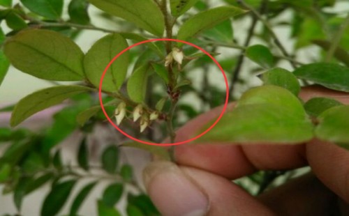 黑骨茶盆景会开花吗 什么时候开花