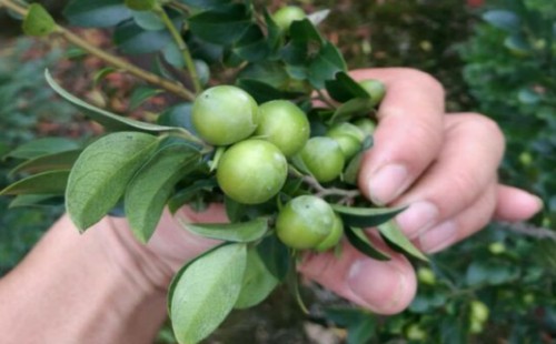 黑骨茶盆景会开花吗 什么时候开花