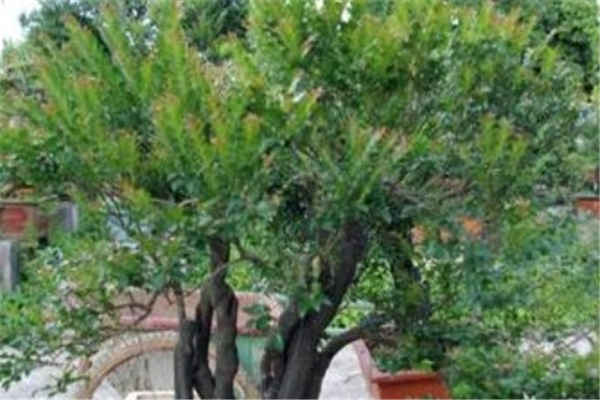 黑骨茶盆景冬天生长吗 如何养护