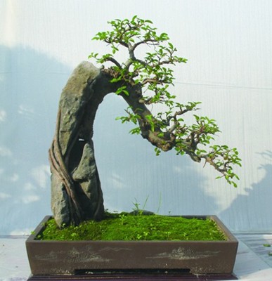 黄杨盆景施肥方法