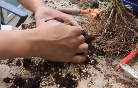 黄杨盆景用什么土种植好