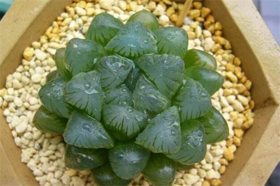 冰灯玉露开花什么颜色？淡紫色或者浅蓝色
