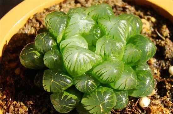冰灯玉露开花什么颜色？淡紫色或者浅蓝色