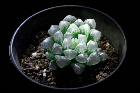 冰灯玉露开花什么颜色？淡紫色或者浅蓝色