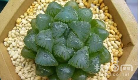 冰灯玉露多久浇一次水