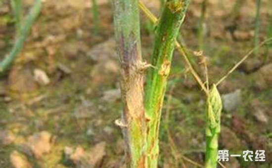 芦笋病害有哪些？芦笋常见病害的为害症状和防治方法