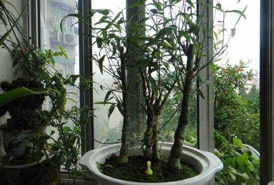 佛肚竹为何不凸起佛肚，追肥太多/浇水不当/笋壳没有剥去