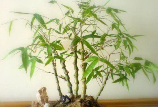 佛肚竹为何不凸起佛肚，追肥太多/浇水不当/笋壳没有剥去