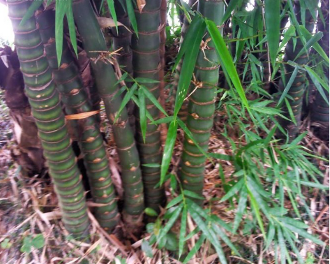 佛肚竹的寓意