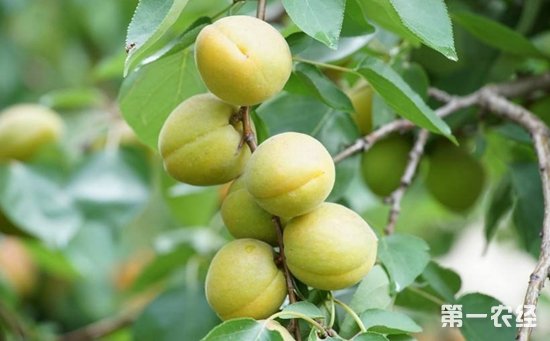 李子树虫害怎么防治？李子树主要虫害的症状和防治方法