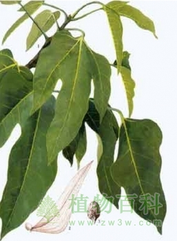【认识胖大海树】胖大海树简介