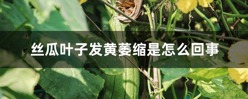 丝瓜叶子发黄萎缩是怎么回事